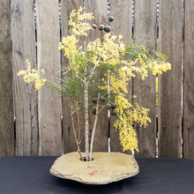 Load image into Gallery viewer, Deluxe Vase with Wattle flowers