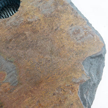 Load image into Gallery viewer, SOLD - LARGE, Classic Vases