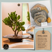 Load image into Gallery viewer, Description of Small Classic sized vase