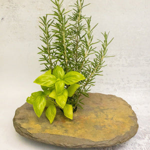 classic medium + vase with herbs