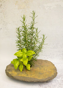 classic medium + vase with herbs