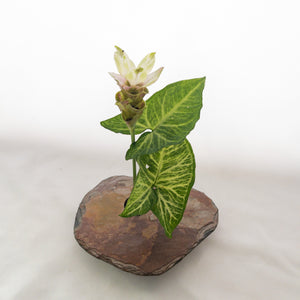 ginger arrangement in slate stone vase medium
