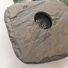 Load image into Gallery viewer, SOLD - SMALL, Classic Slate Vase